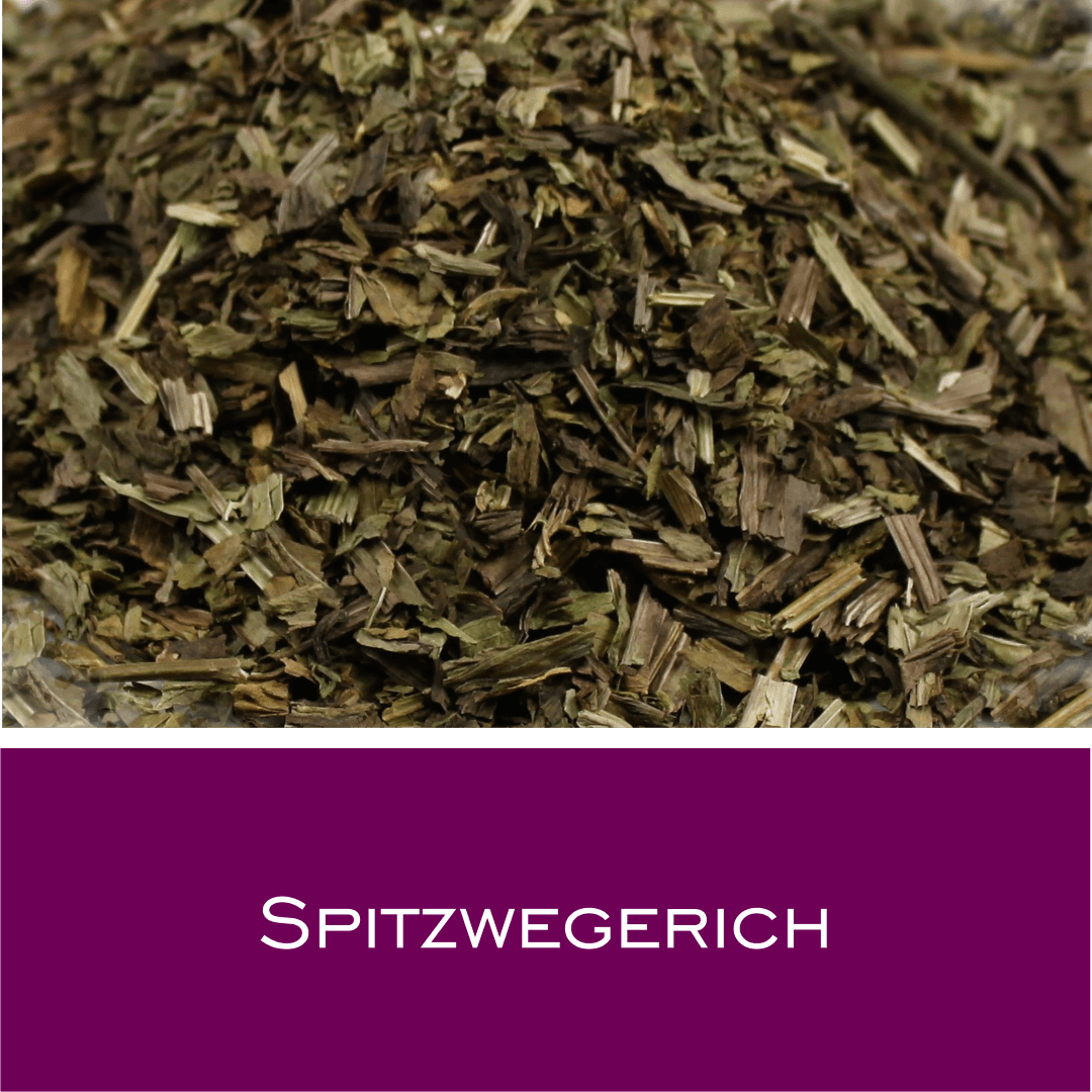 Spitzwegerich
