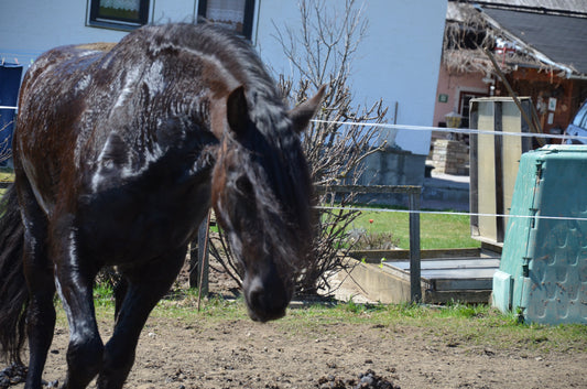 Das beste Mineralfutter für Pferde - worauf du beim Kauf achten solltest!