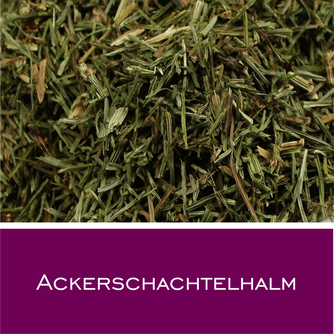 Ackerschachtelhalm (Zinnkraut) in Pharmaqualität - HorseHealthEssentials