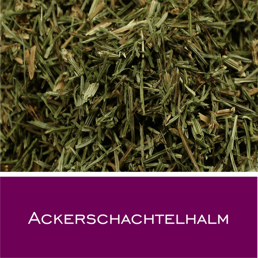 Ackerschachtelhalm (Zinnkraut) in Pharmaqualität - HorseHealthEssentials