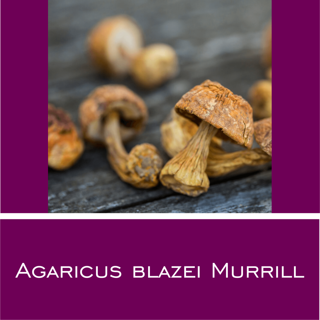 Agaricus Blazei Murrill - HorseHealthEssentials