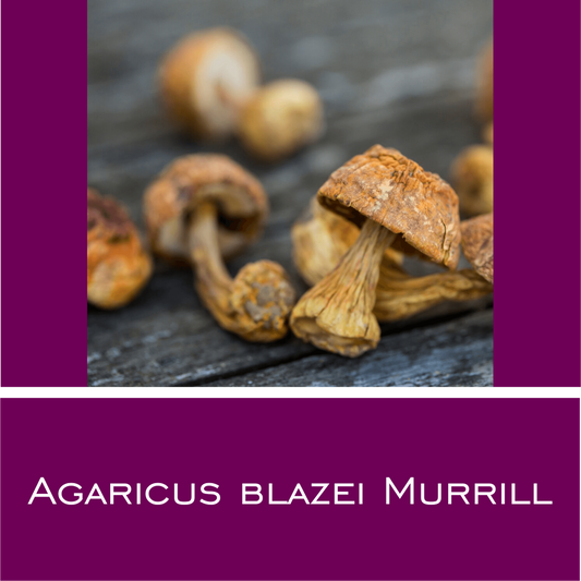 Agaricus Blazei Murrill - HorseHealthEssentials