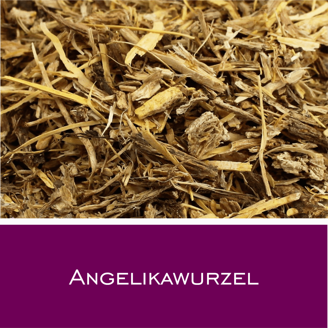 Angelikawurzel - Engelwurz PH in Pharmaqualtität - HorseHealthEssentials