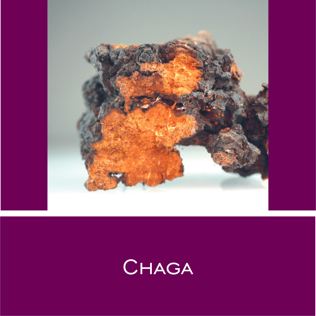 Chaga - HorseHealthEssentials