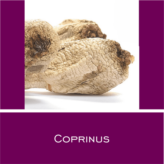 Coprinus - HorseHealthEssentials