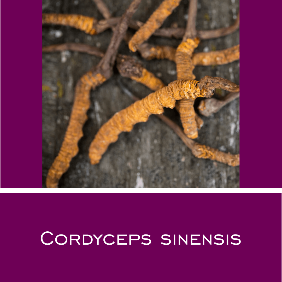 Cordyceps Sinensis - HorseHealthEssentials