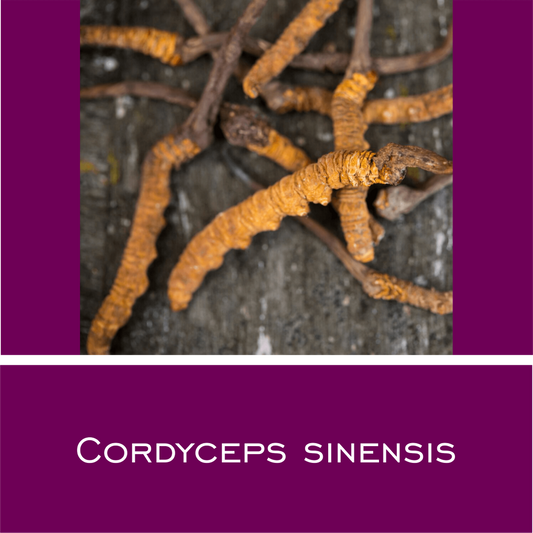 Cordyceps Sinensis - HorseHealthEssentials