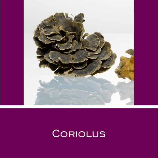 Coriolus - HorseHealthEssentials