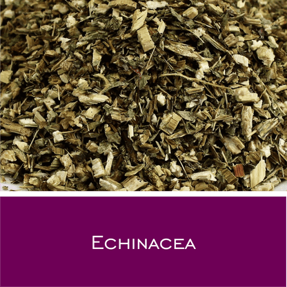 Echinacea - HorseHealthEssentials