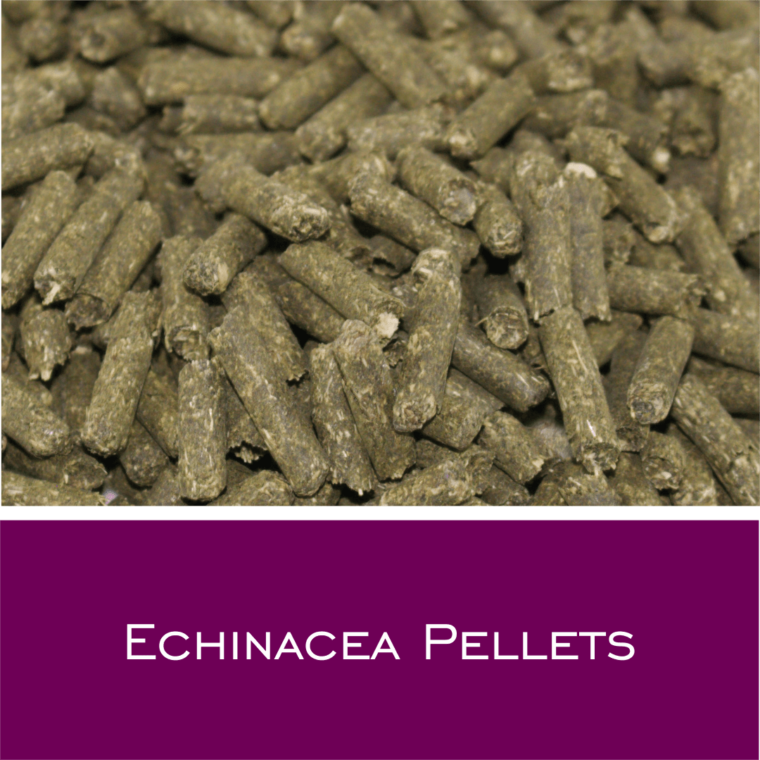 Ecinacea Pellets - HorseHealthEssentials