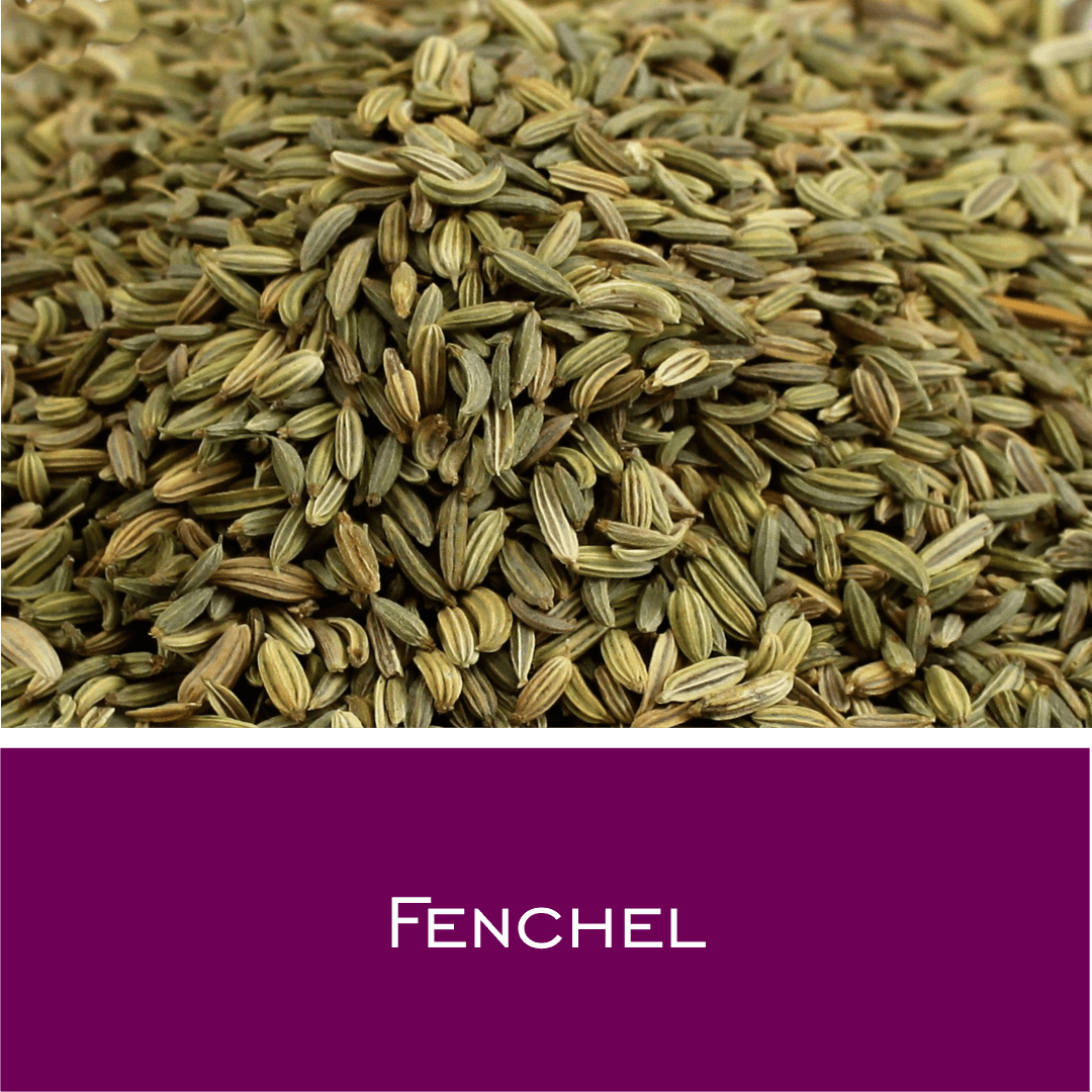 Fenchel - HorseHealthEssentials