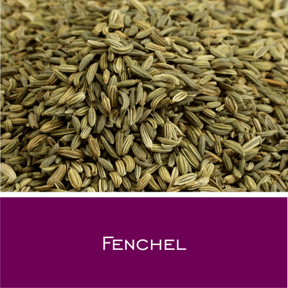 Fenchel - HorseHealthEssentials