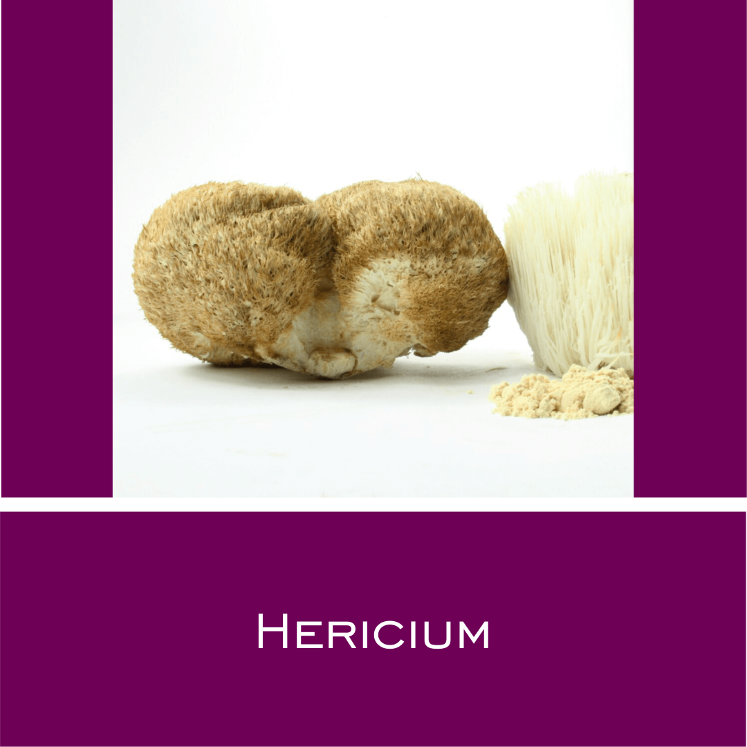 Hericium - HorseHealthEssentials