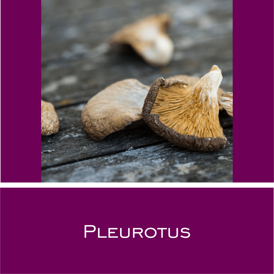 Pleurotus - HorseHealthEssentials