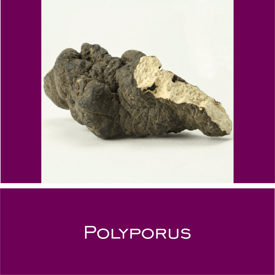 Polyporus - HorseHealthEssentials