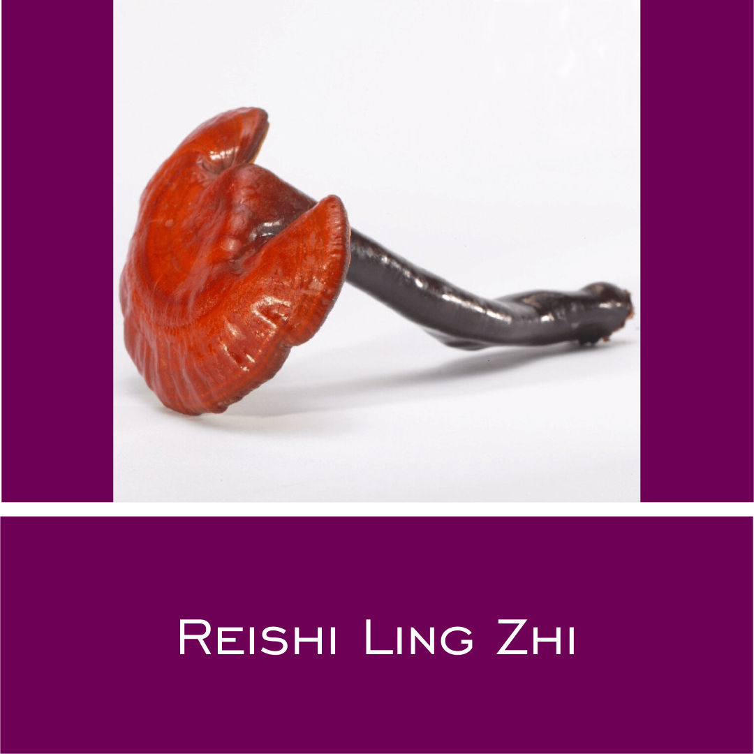 Reishi Ling Zhi - HorseHealthEssentials