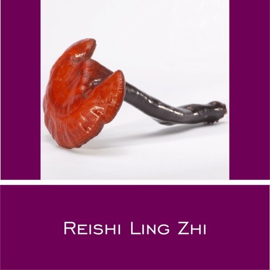 Reishi Ling Zhi - HorseHealthEssentials