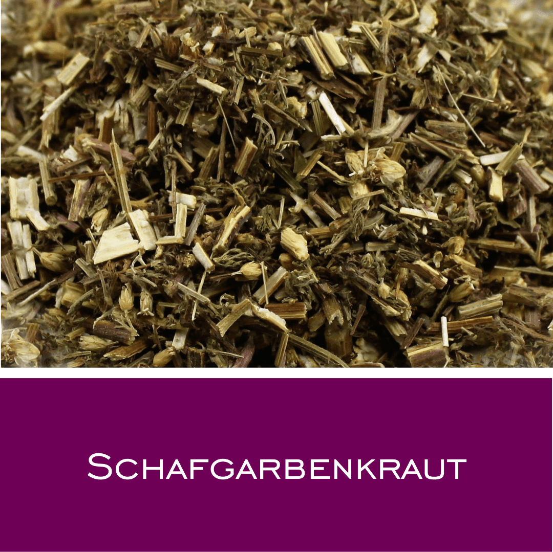 Schafgarbenkraut mit Blüten geschnitten - HorseHealthEssentials
