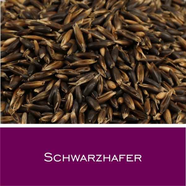 Schwarzhafer