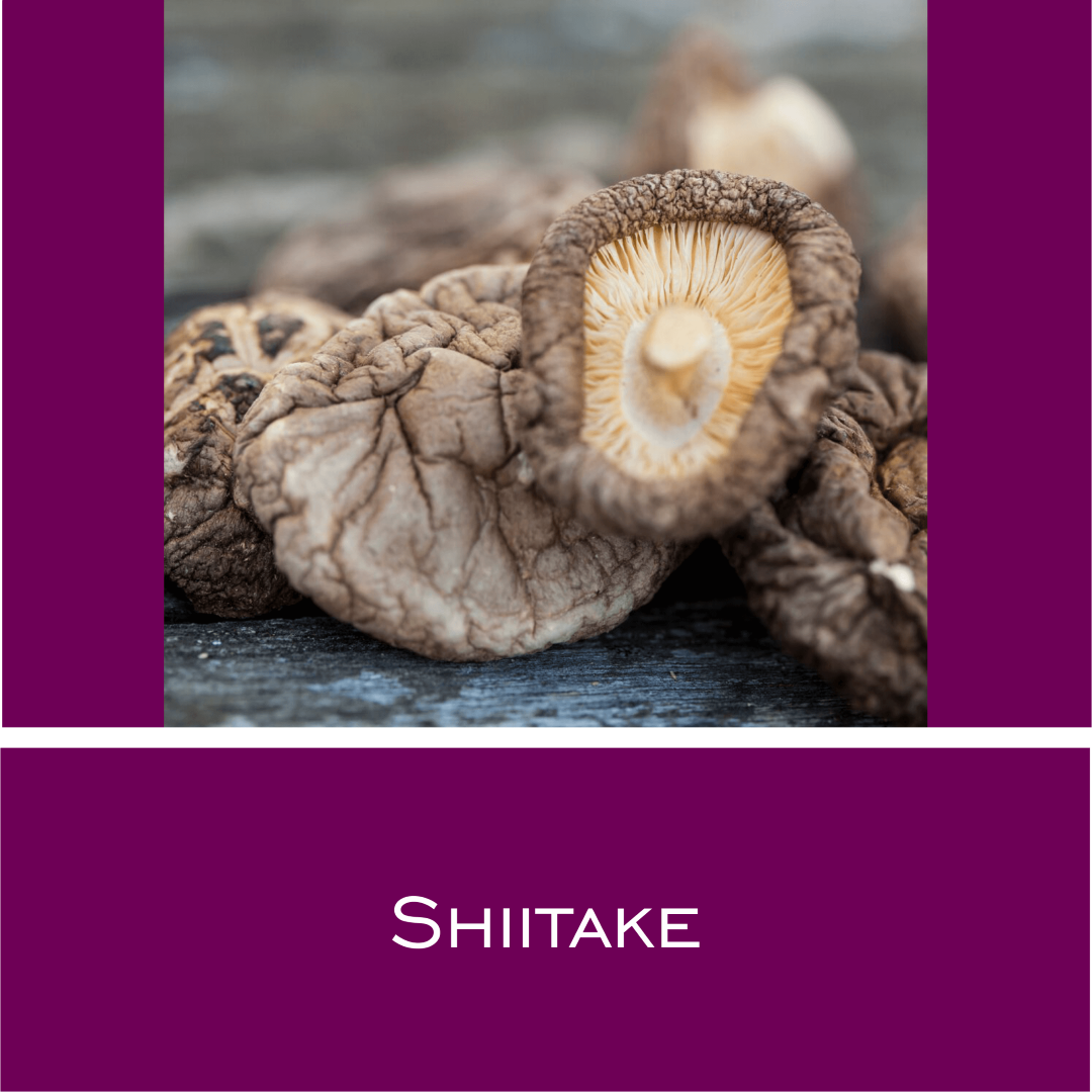 Shiitake - HorseHealthEssentials