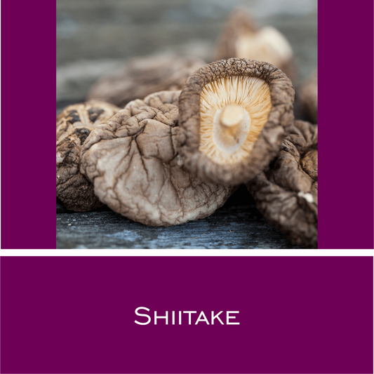 Shiitake - HorseHealthEssentials