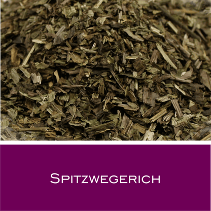 Spitzwegerich