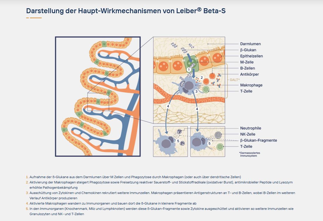 Beta-S von Leiber - HorseHealthEssentials